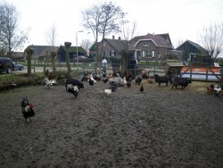 Afbeelding invoegen